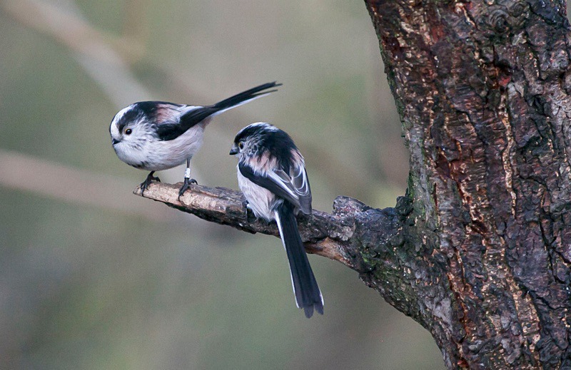  - Birds