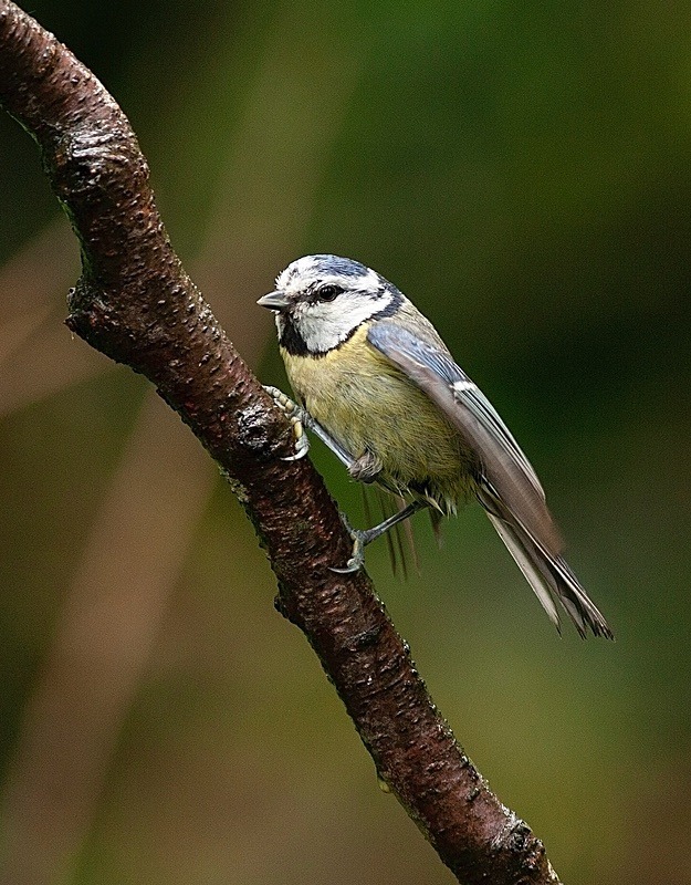  - Birds