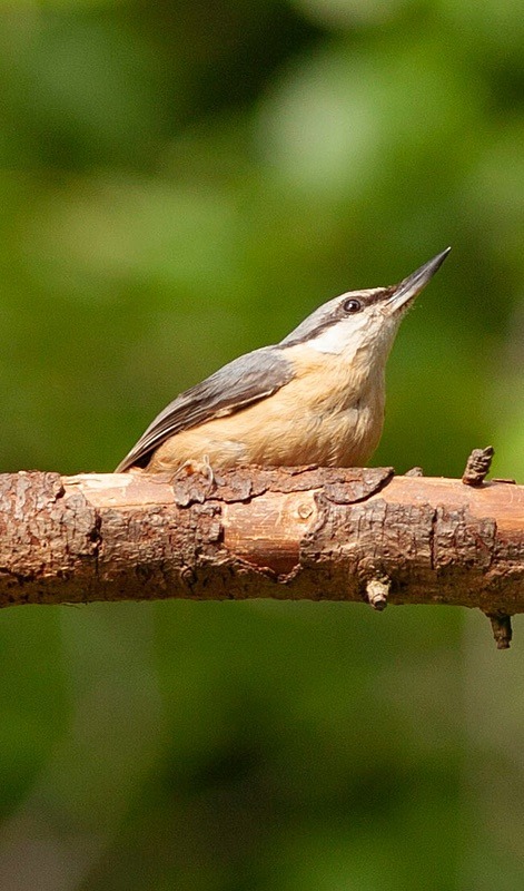  - Birds