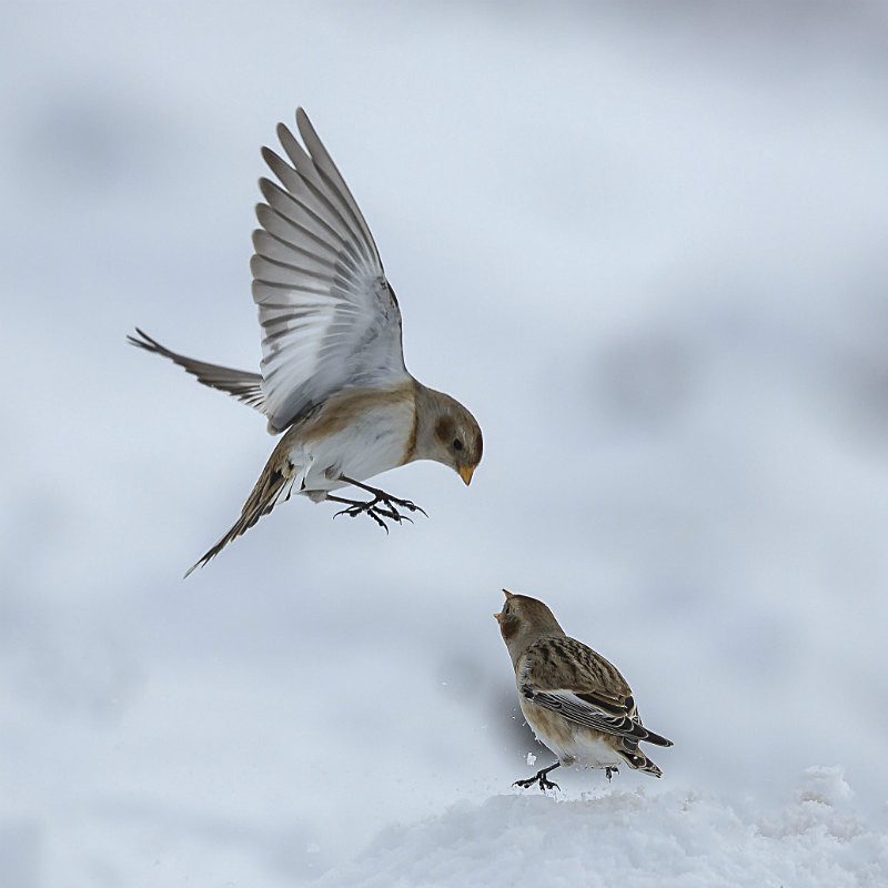  - Birds