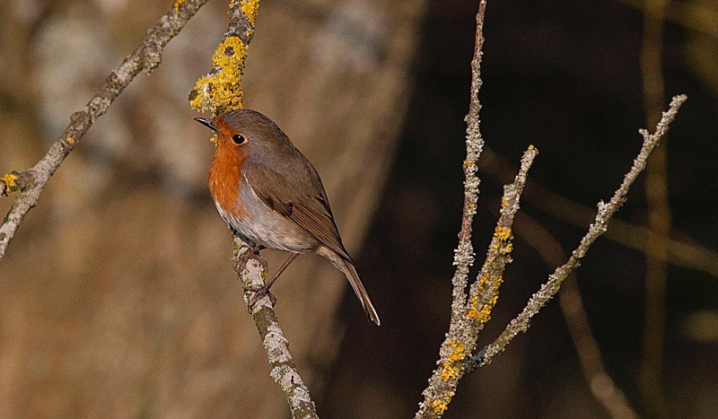  - Birds