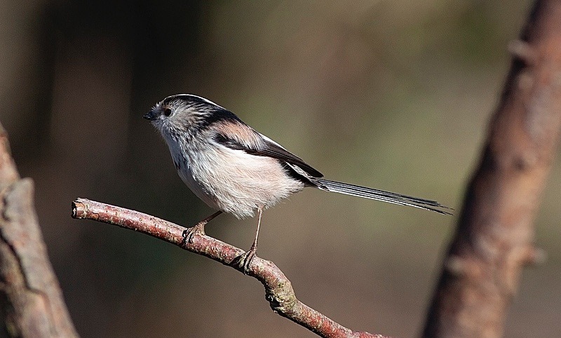  - Birds