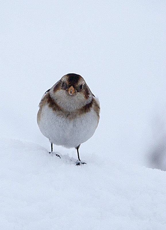  - Birds
