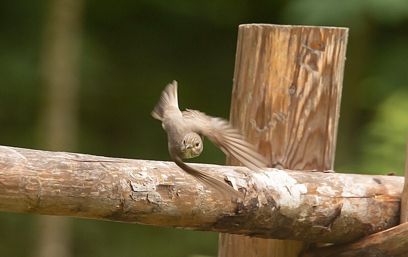  - Birds