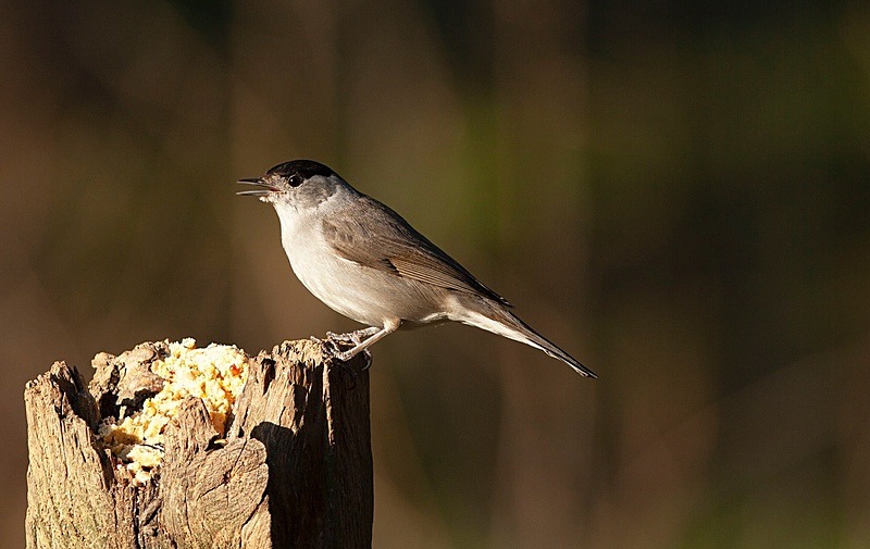  - Birds