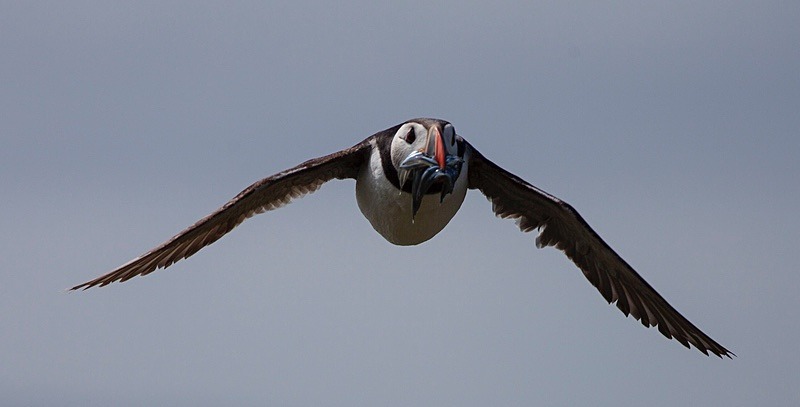  - Birds
