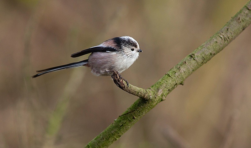 - Birds