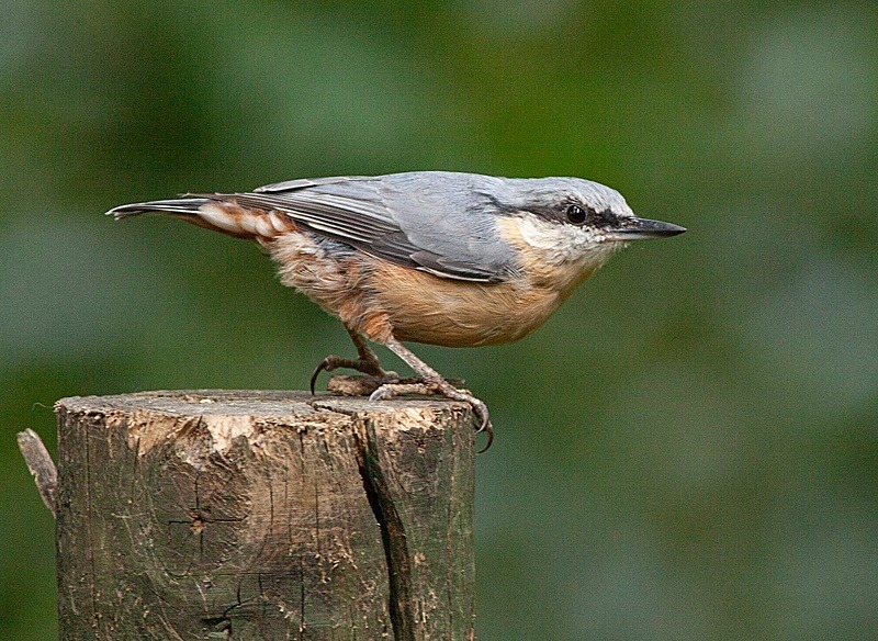  - Birds