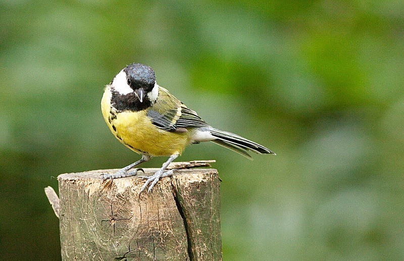  - Birds
