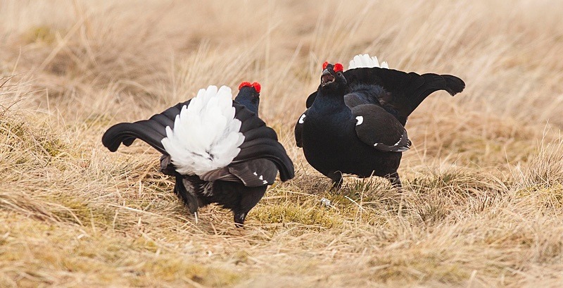  - Birds