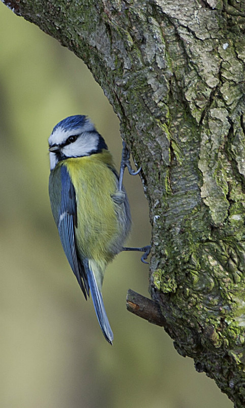  - Birds