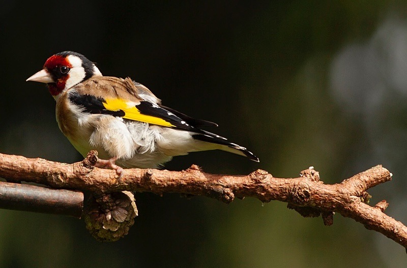  - Birds