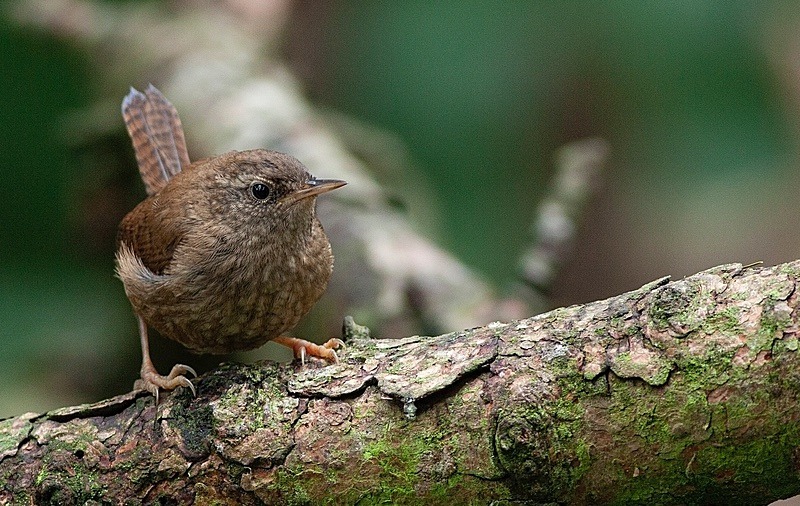  - Birds