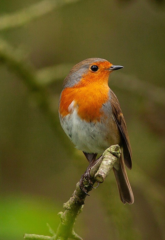  - Birds