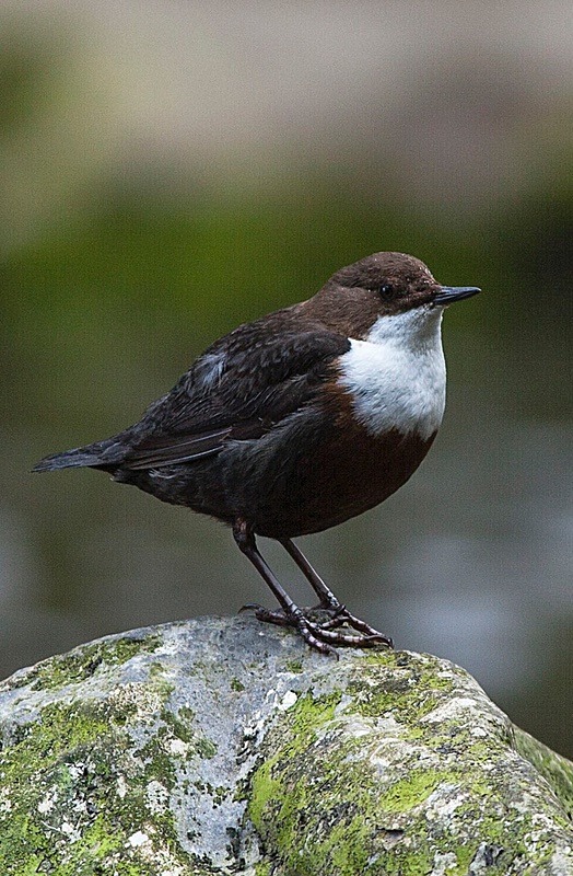  - Birds