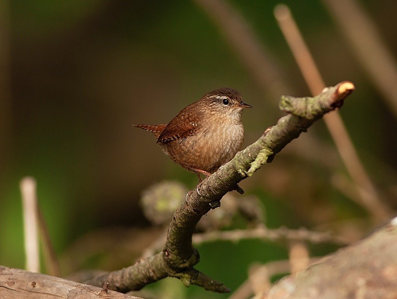  - Birds