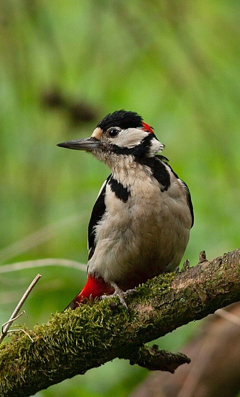  - Birds