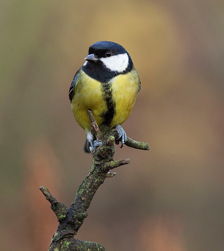 - Birds