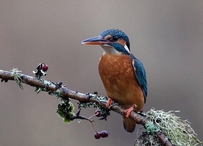  - Birds