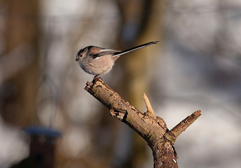  - Birds