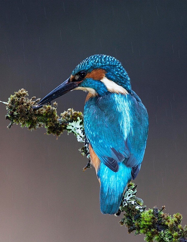  - Birds