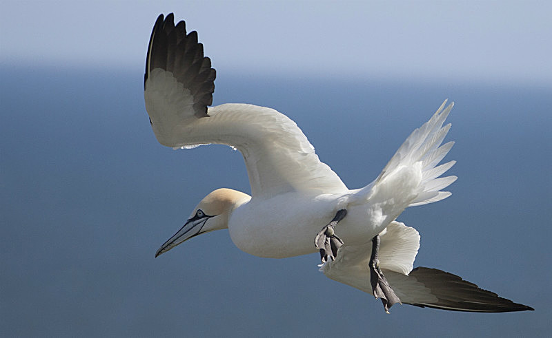  - Birds