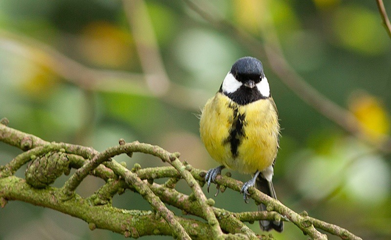  - Birds