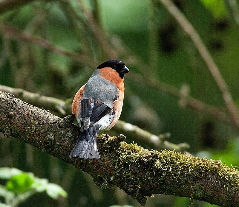  - Birds