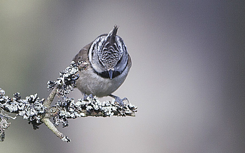 - Birds