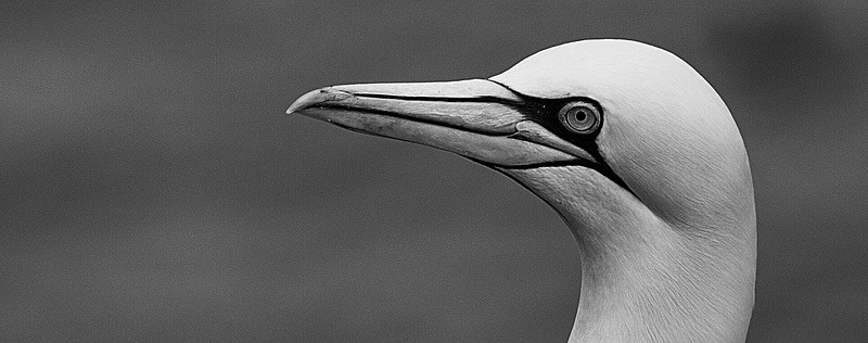  - Birds