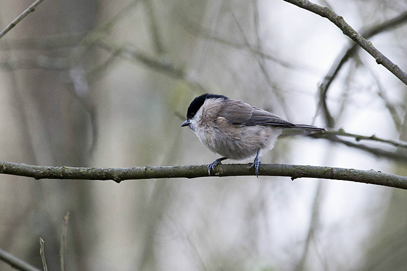  - Birds