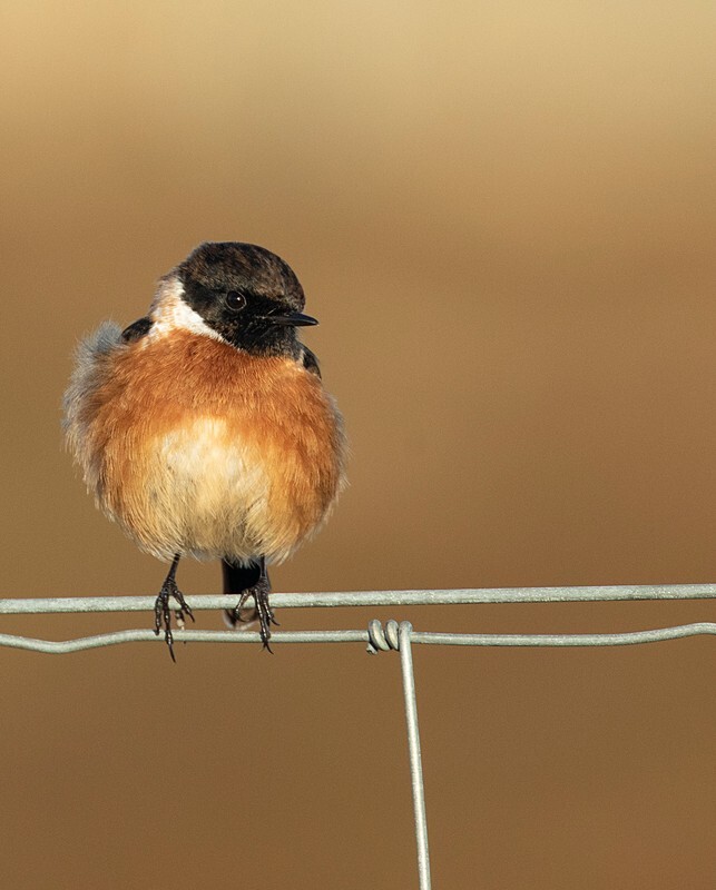  - Birds