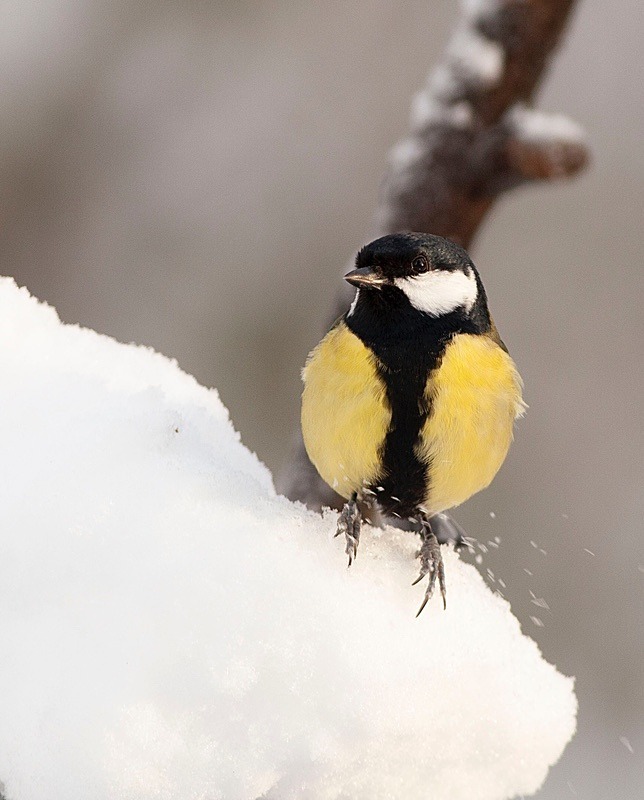  - Birds