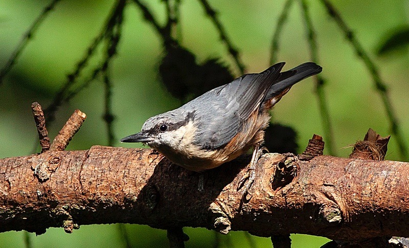  - Birds