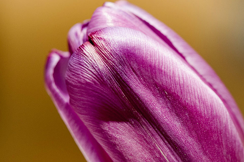  - Textures and Surfaces