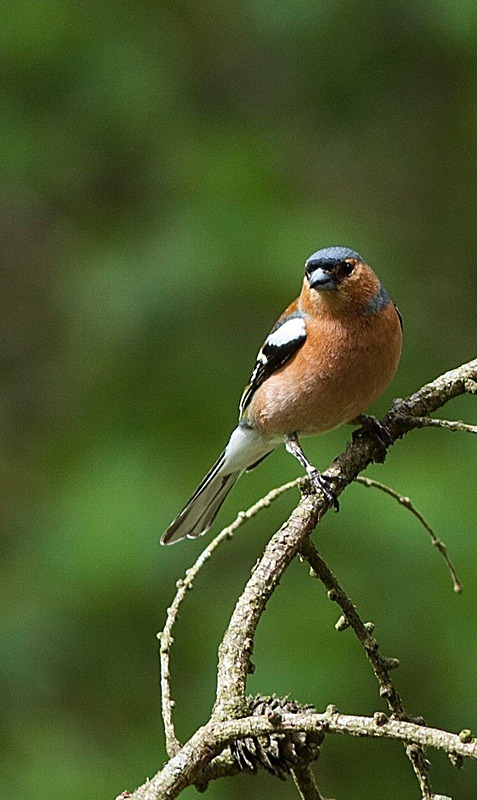  - Birds