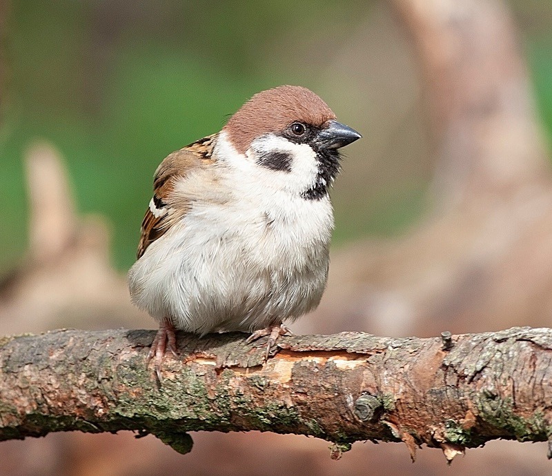  - Birds