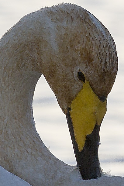  - Birds