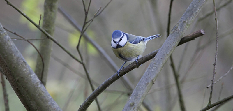  - Birds