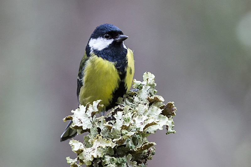  - Birds