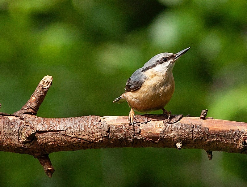  - Birds