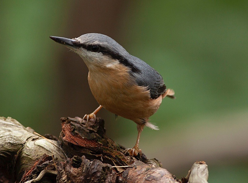  - Birds