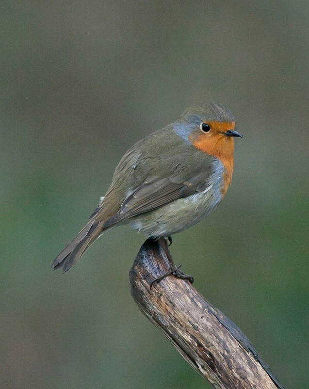  - Birds