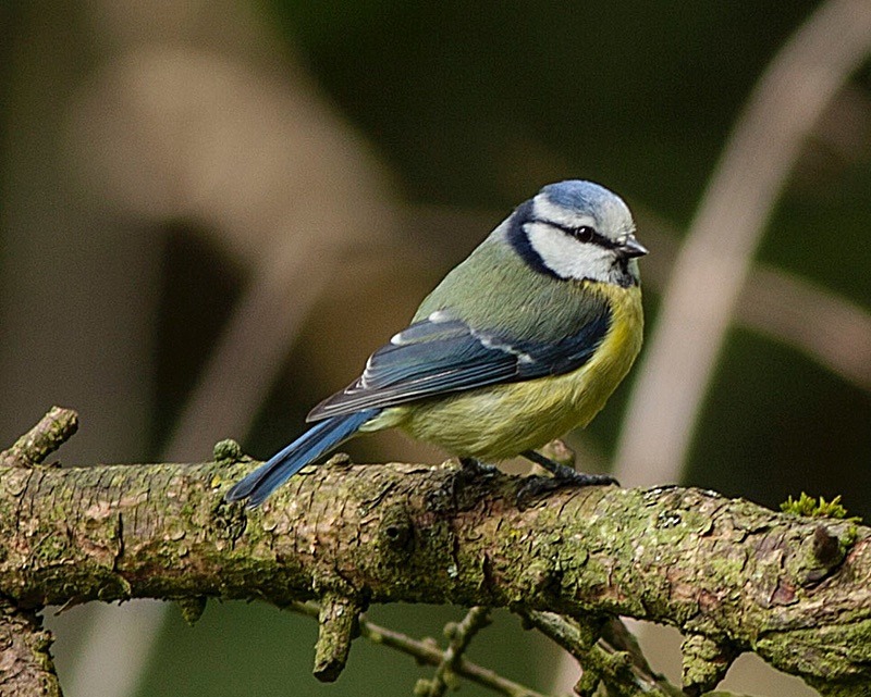  - Birds