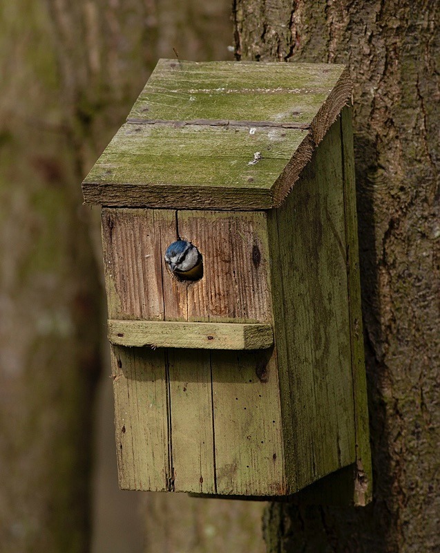  - Birds