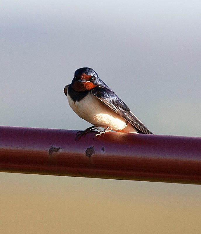  - Birds