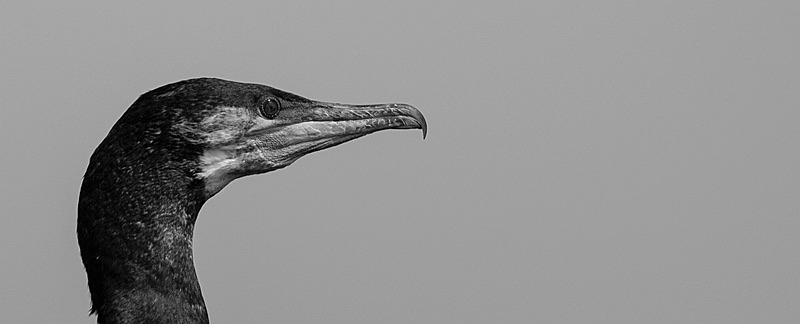  - Birds