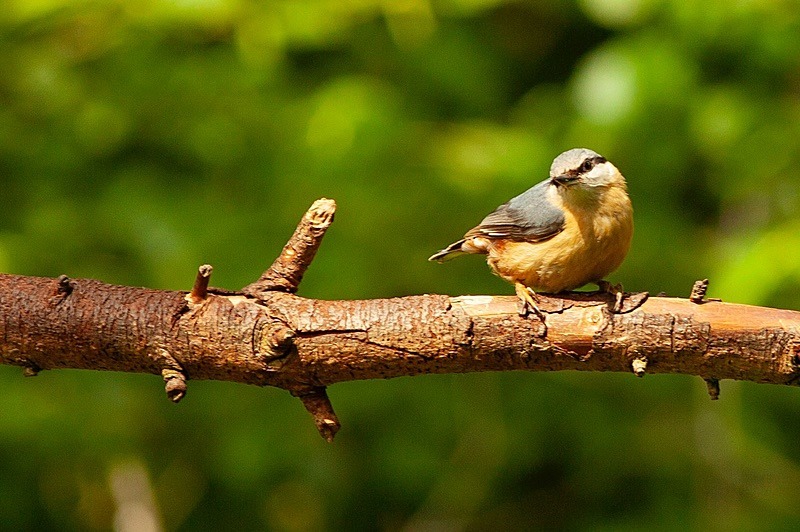  - Birds