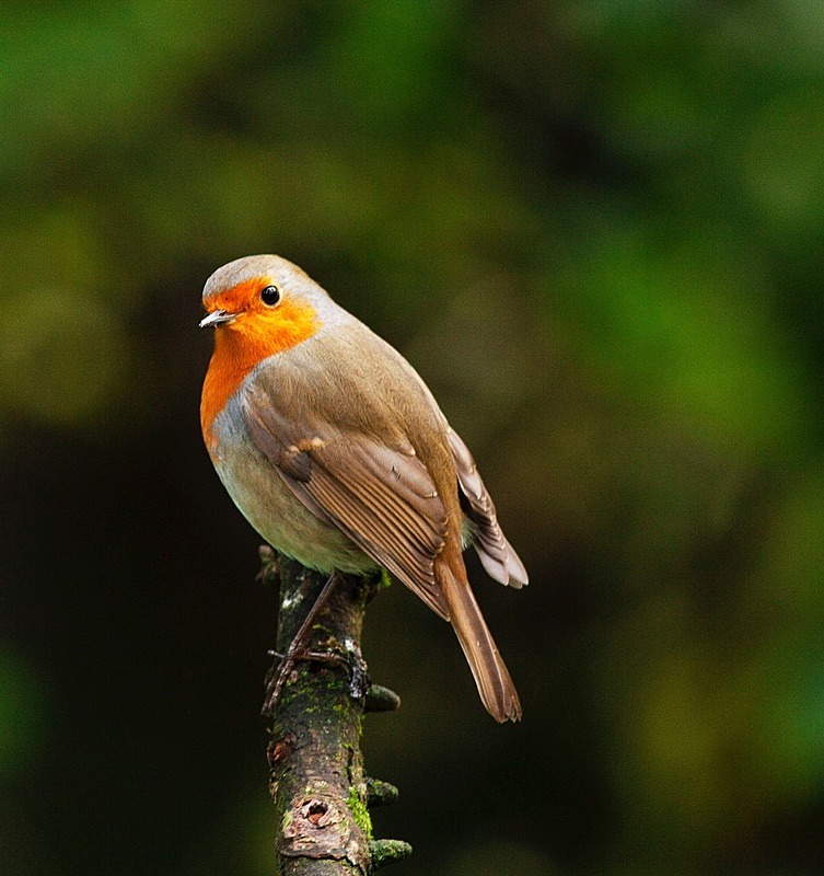  - Birds
