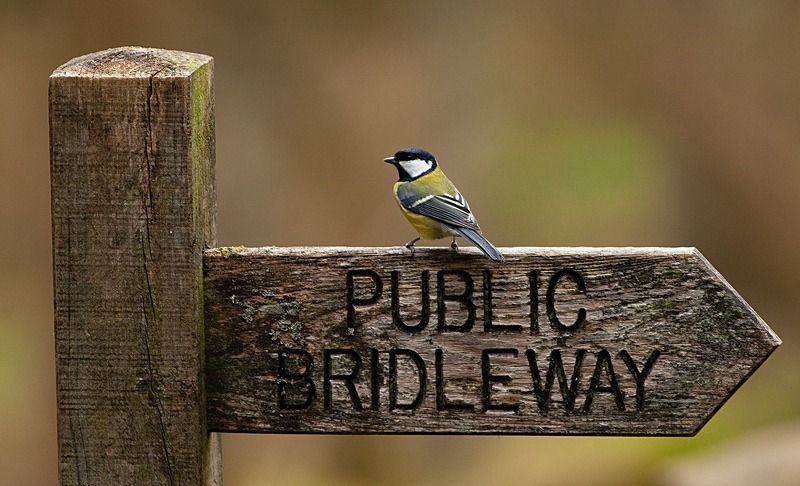  - Birds